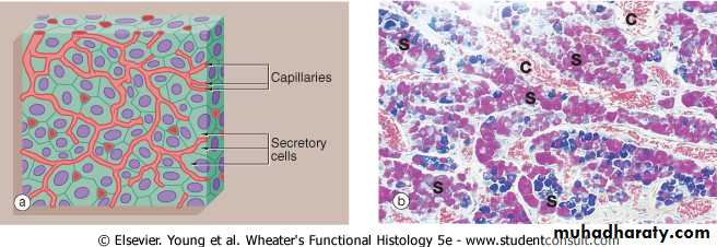 granular epithelial tissue