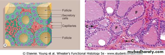 granular epithelial tissue