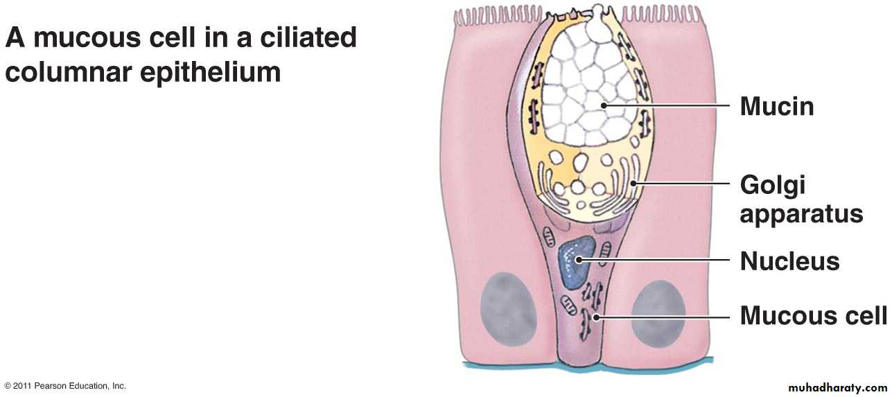 granular epithelial tissue