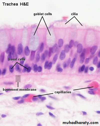 granular epithelial tissue