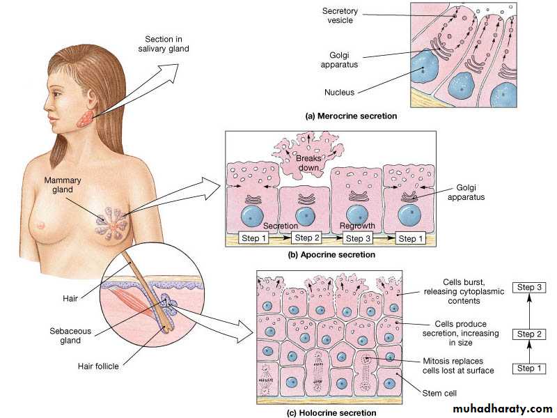 granular epithelial tissue