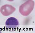 Hematology