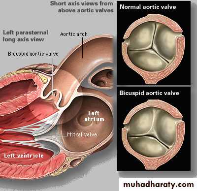 Cardiovascular system CVS