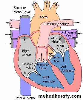 Cardiovascular system CVS