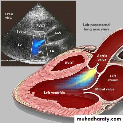 Cardiovascular system CVS