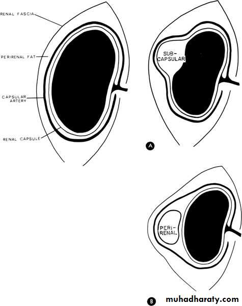Urinary system