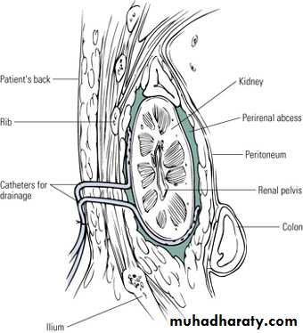 Urinary system
