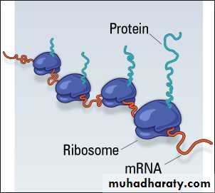 Cell structure and functions