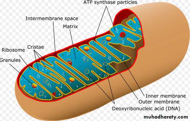 Cell structure and functions