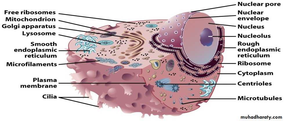 Cell structure and functions