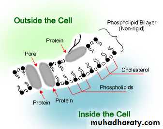 Cell structure and functions