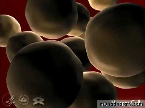 Cell structure and functions