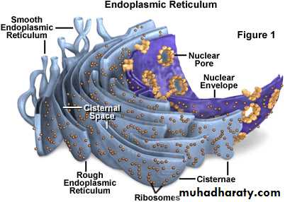 Cell structure and functions