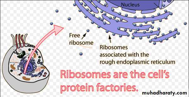 Cell structure and functions