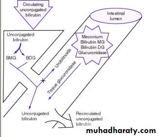 Hyperbilirubinemia in the new born