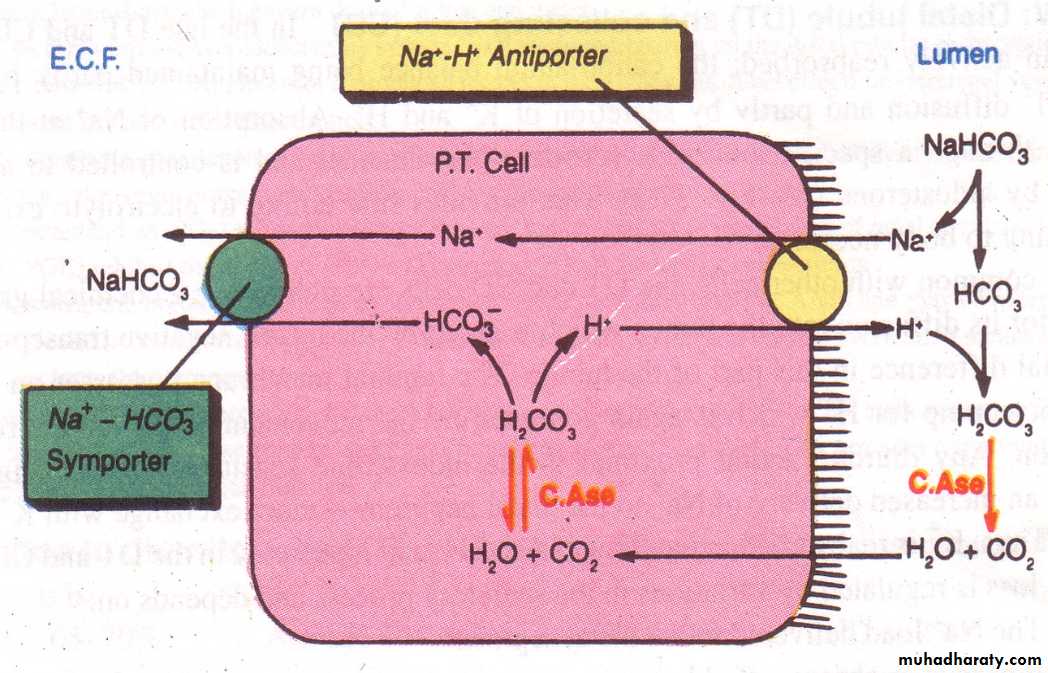 Diuretics