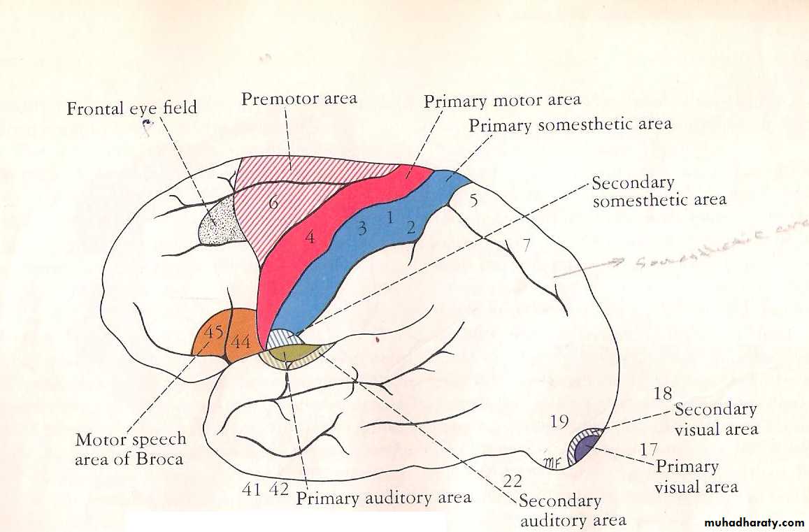 Neuro anatomy
