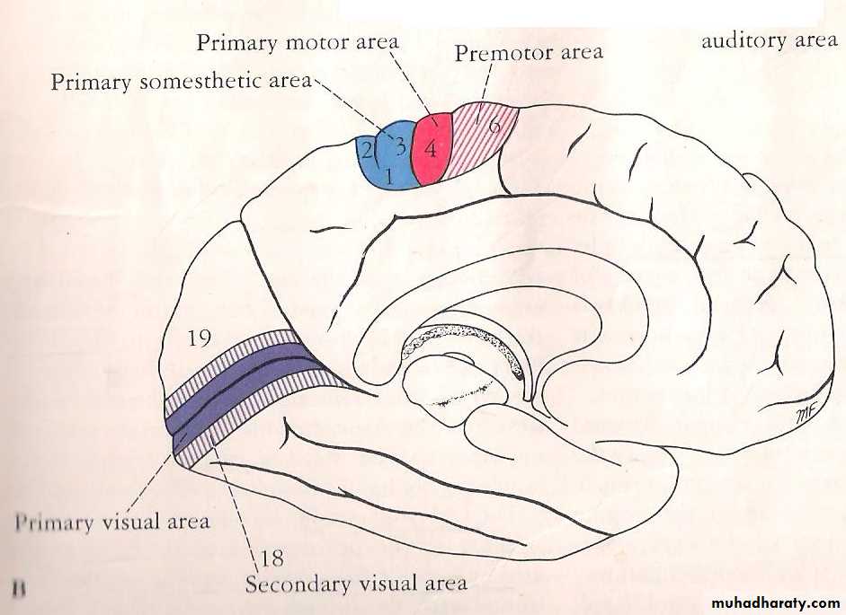 Neuro anatomy