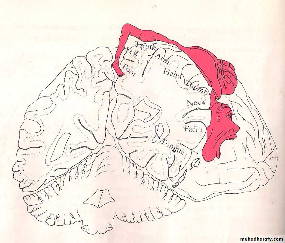 Neuro anatomy