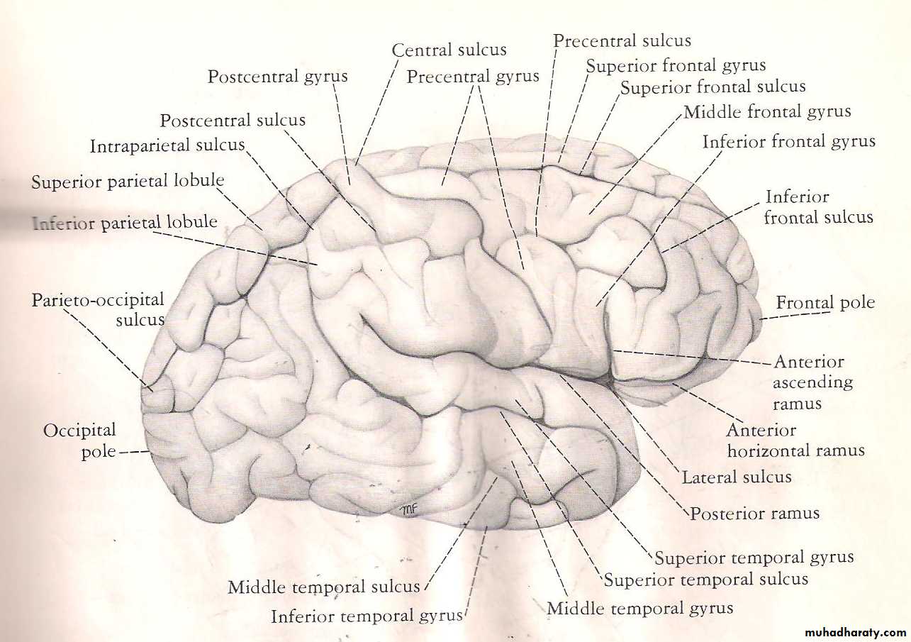 Neuro anatomy