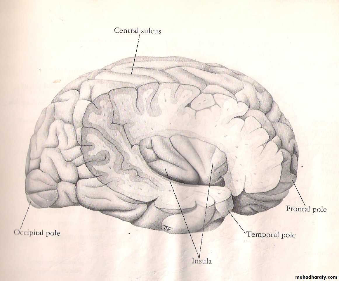 Neuro anatomy