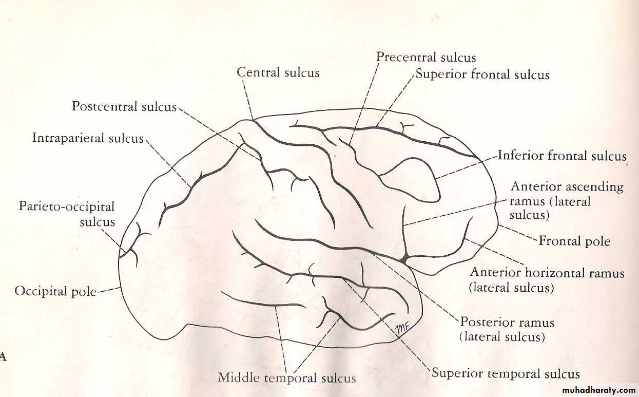 Neuro anatomy