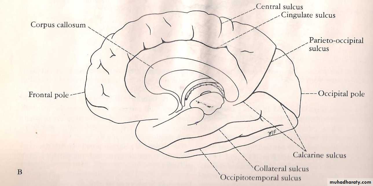 Neuro anatomy
