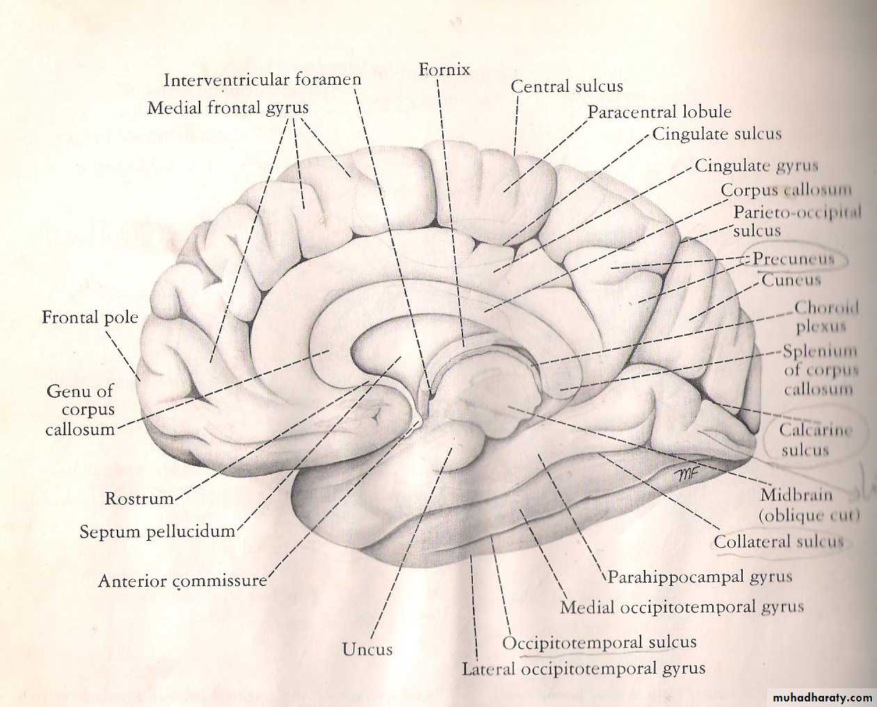 Neuro anatomy