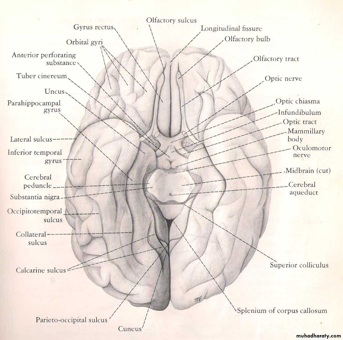 Neuro anatomy
