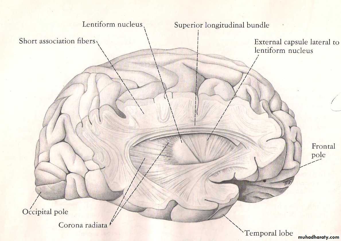 Neuro anatomy