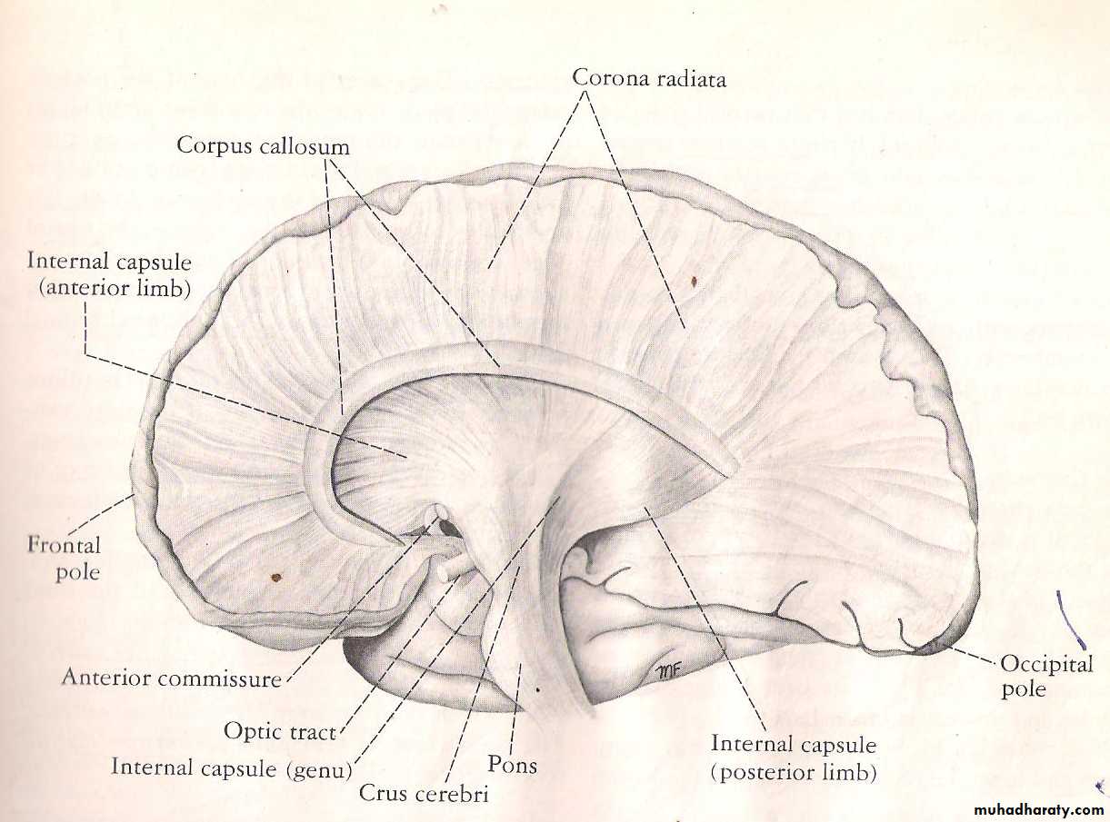 Neuro anatomy