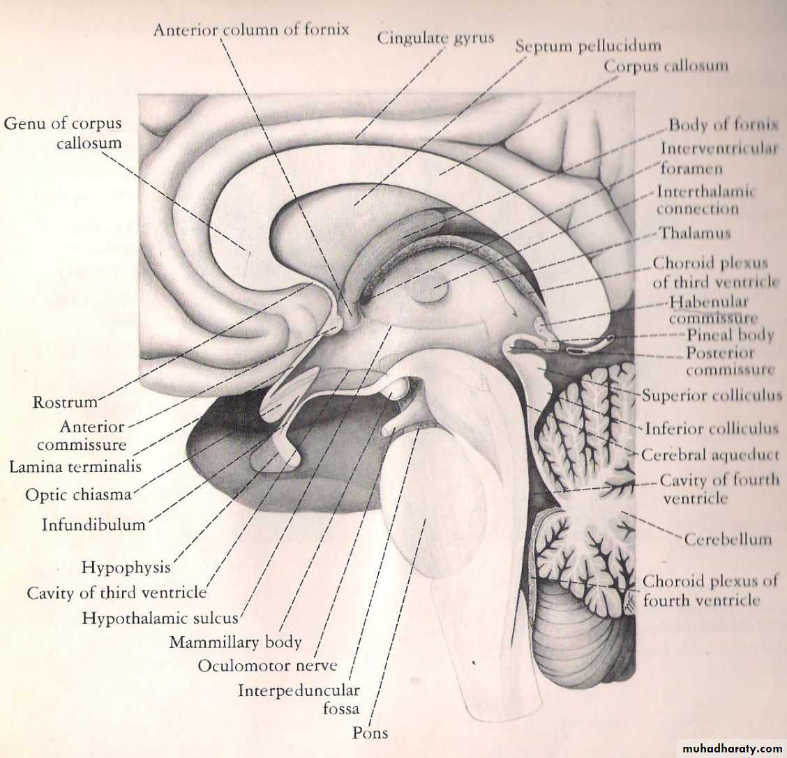 Neuro anatomy