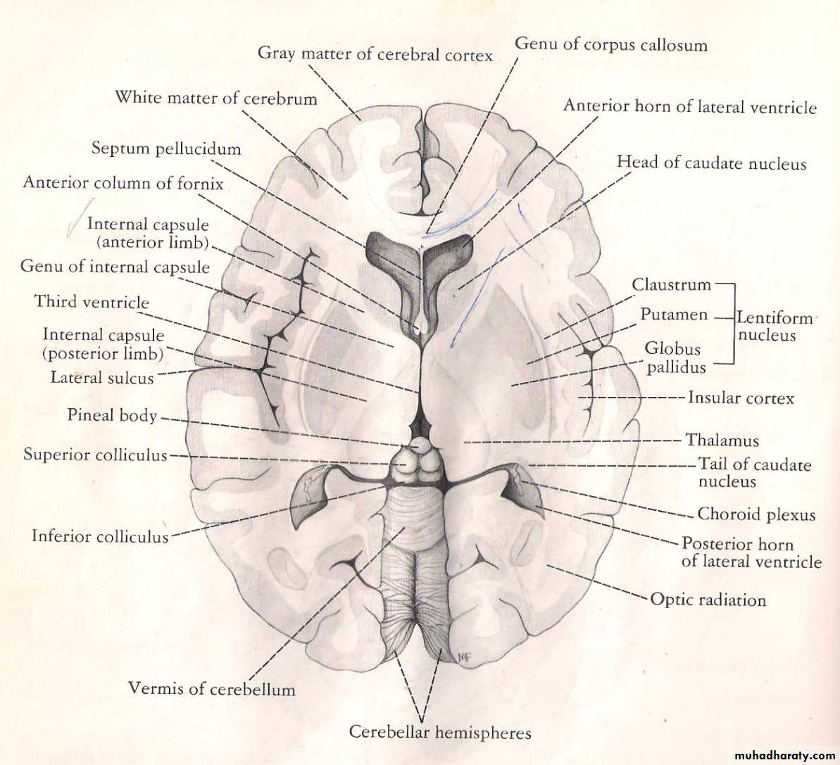 Neuro anatomy