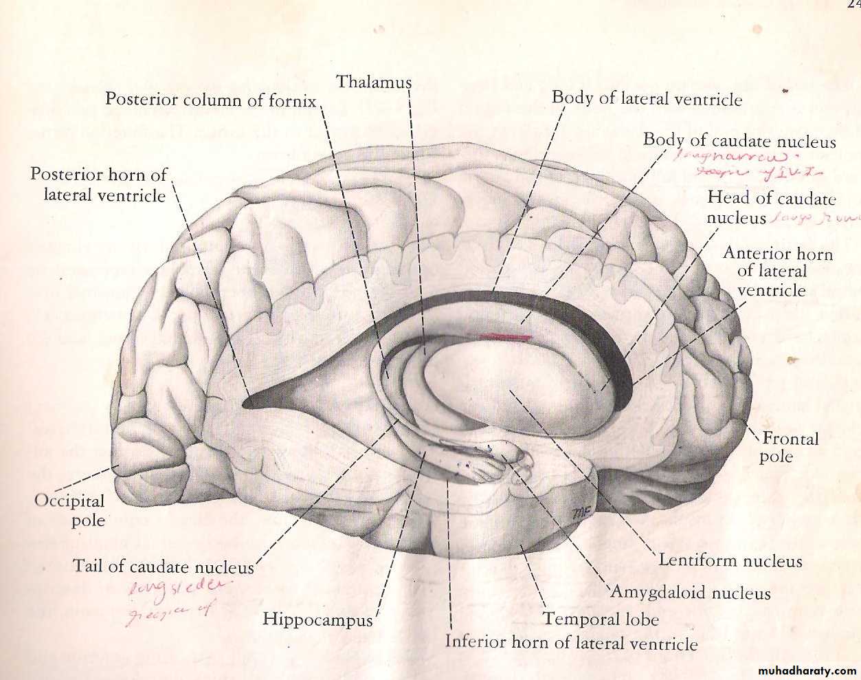 Neuro anatomy
