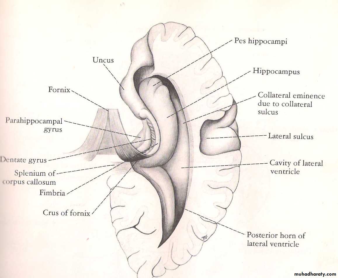 Neuro anatomy
