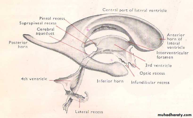 Neuro anatomy