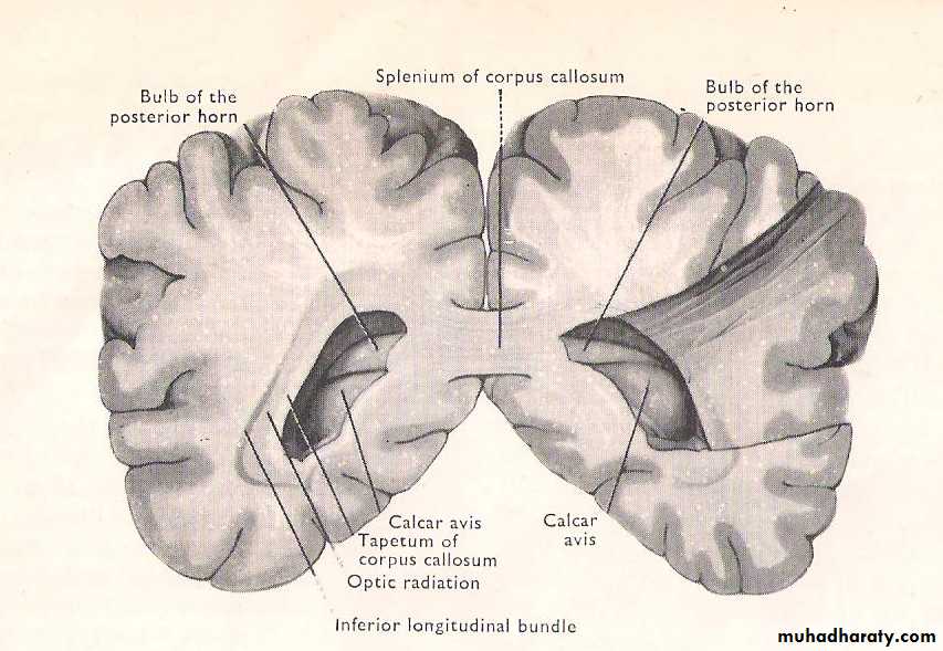 Neuro anatomy