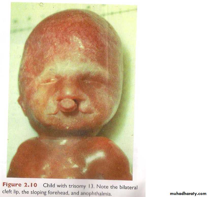 General embryology