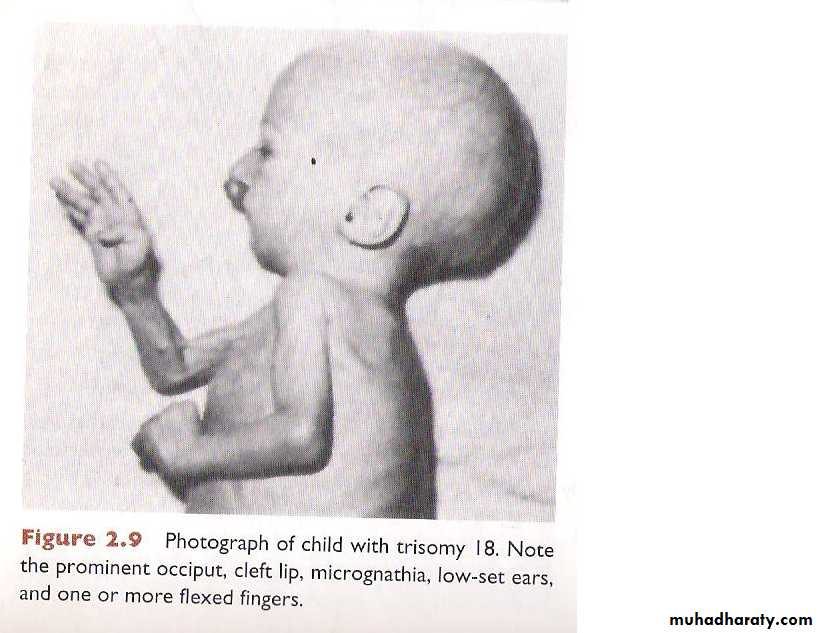 General embryology