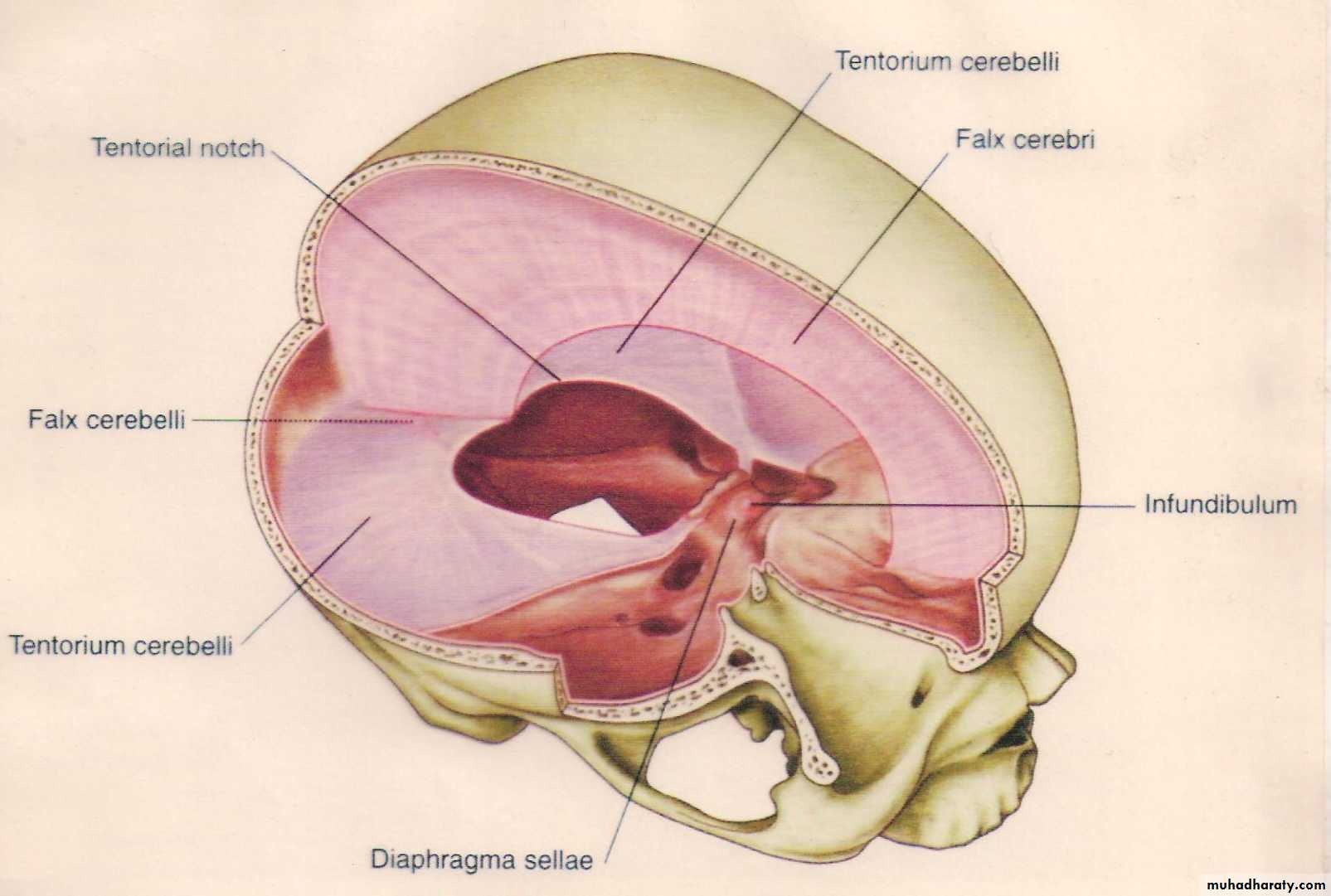 Neuro anatomy
