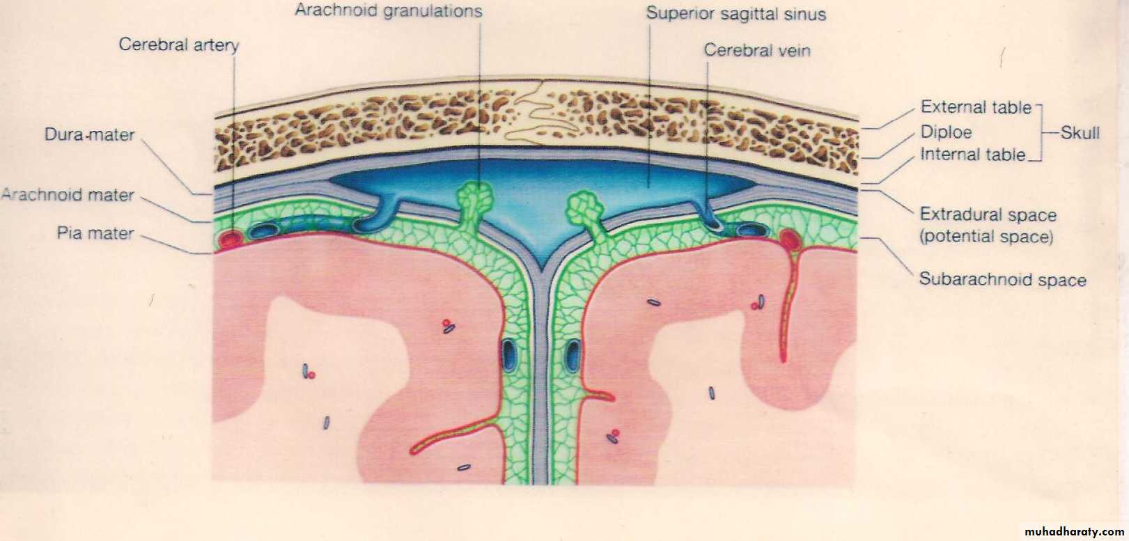 Neuro anatomy
