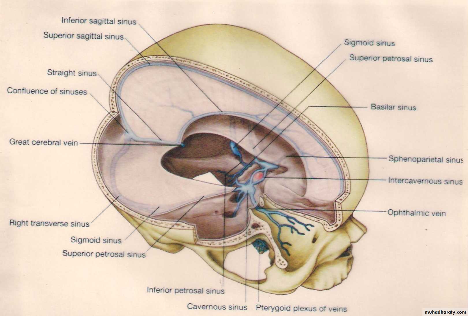 Neuro anatomy