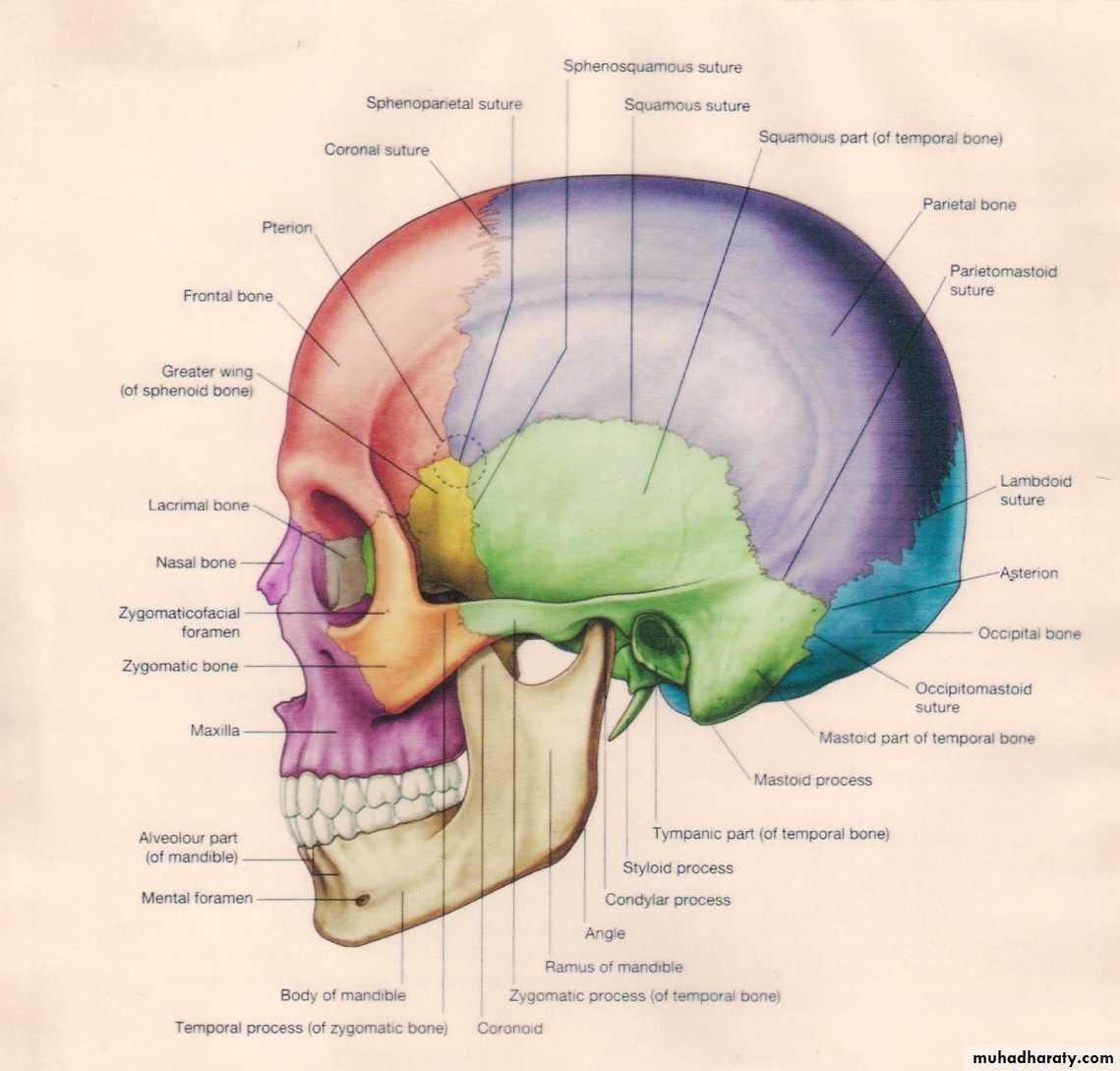 Neuro anatomy