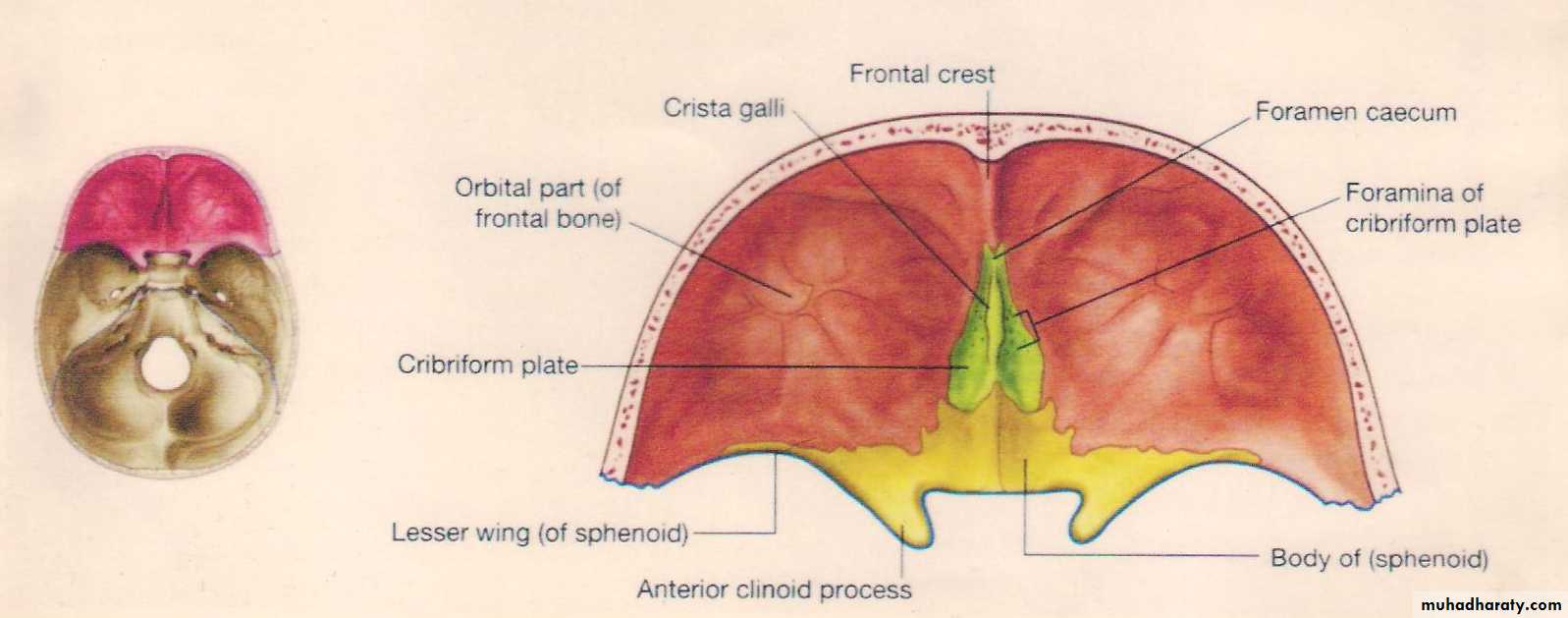 Neuro anatomy