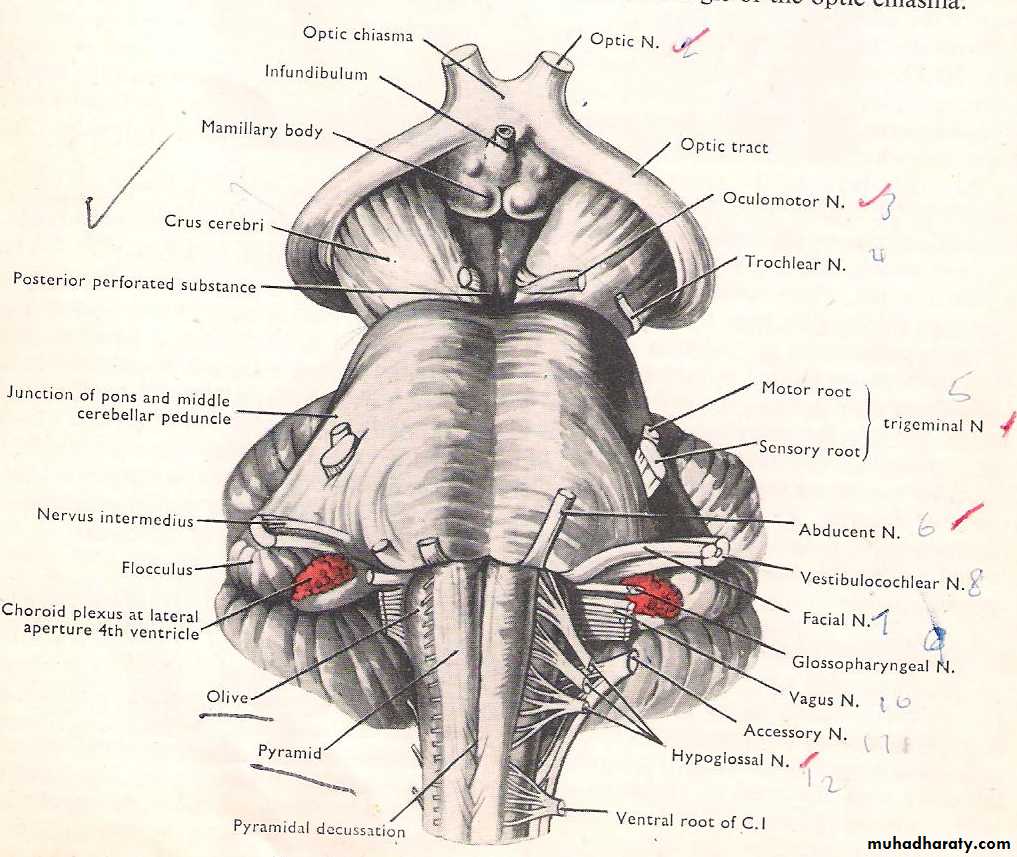 Neuro anatomy
