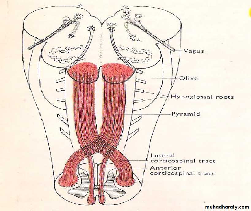Neuro anatomy