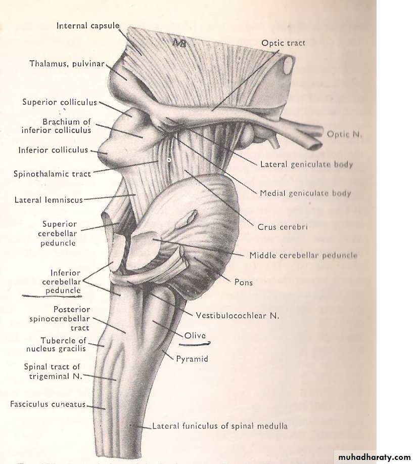 Neuro anatomy