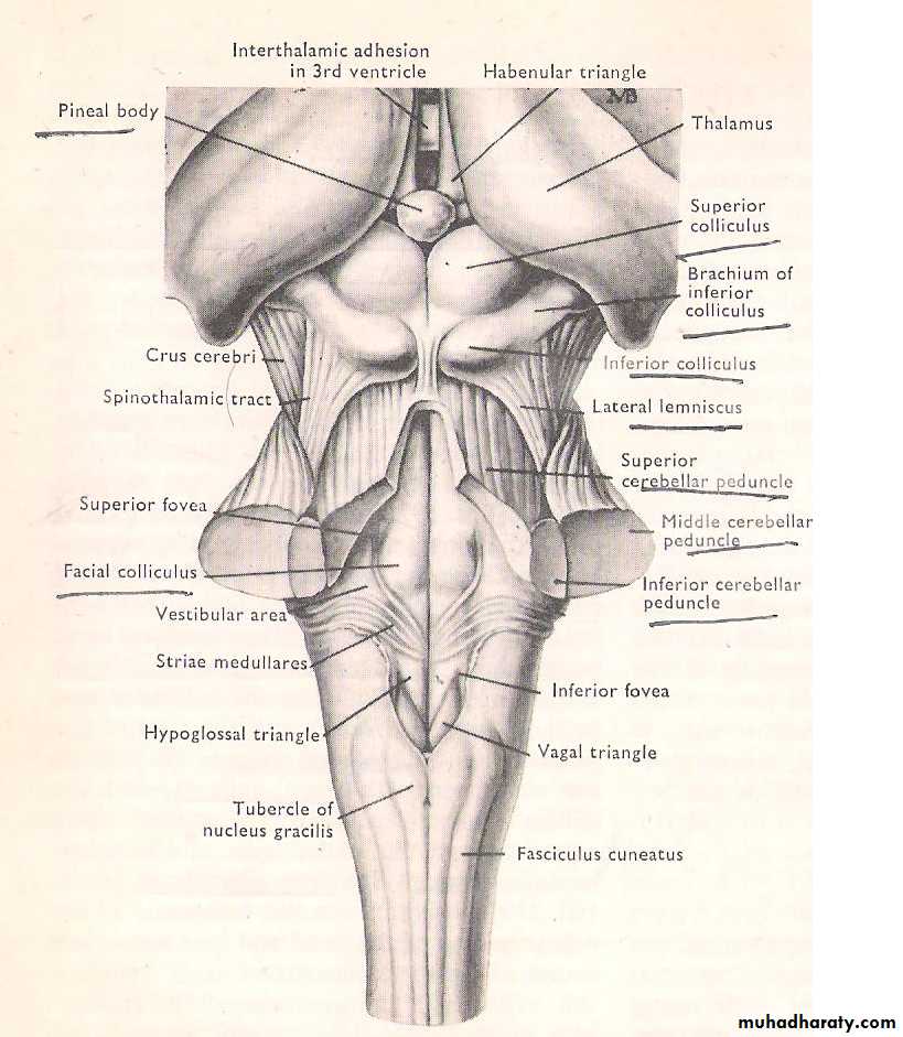 Neuro anatomy
