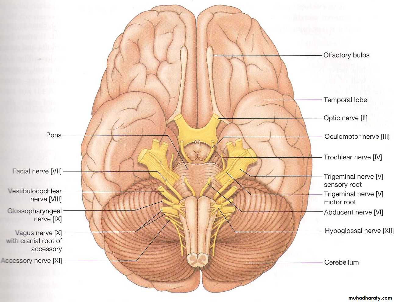 Neuro anatomy