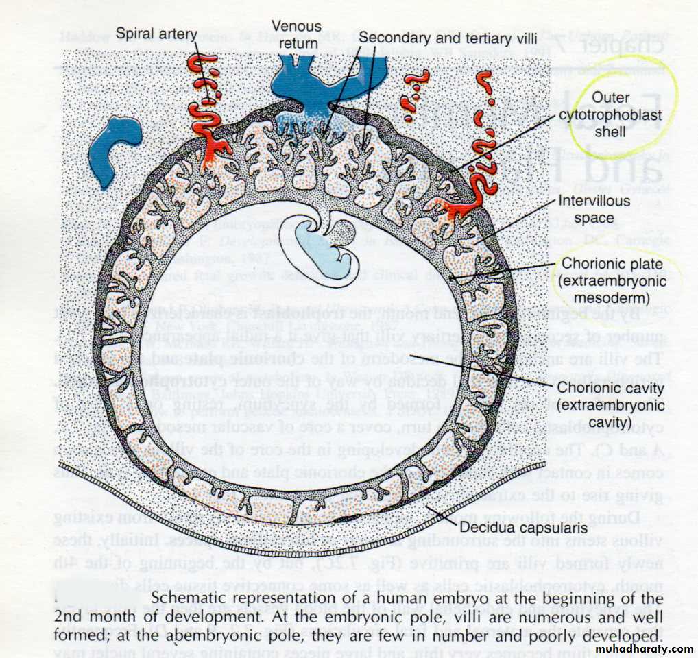 General embryology